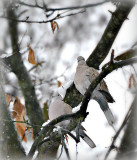 streptopelia__decaocto_turska_grlica
