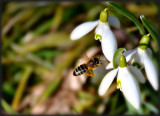 spring_snowflakes_leucojum_vernum