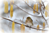 fringillidae_scinkavec