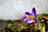 wild_flowers_plant