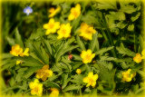 wild_flowers_plant
