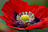 Poppy   DSC_0023x27042019pb