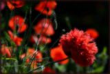 poppy