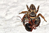 spiders