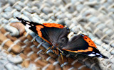 Vanessa atalanta admiral  DSC_0032x19062019pb