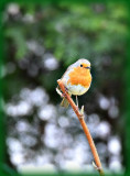 Robin Erithacus rubecula tačica  DSC_1257x10032020pb