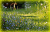 Wild meadow flowers DSC_013508052020pb