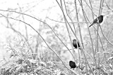 Turdus merula  kos  DSC_0426x08012021pb