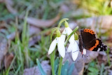 spring_snowflakes_leucojum_vernum