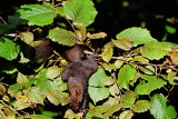 Sciurus vulgaris veverica  DSC_7062x20072021pb