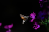 hummingbird_hawkmoth_velerilec_