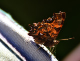 Polygonia c-album   beli C   DSC_0167x06102022pb