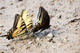 Male Eastern Tiger and Spicebush Swallowtails Puddling.