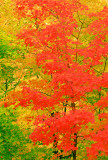 Autumn at Great Swamp National Wildlife Refuge