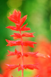 Garden Flower in Spring