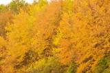 Autumn Colors