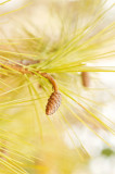 Emerging Pine Cones in Early Spring