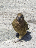 Milford Sound-Kea