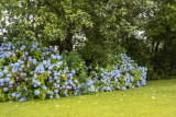 Blue Hydrangea