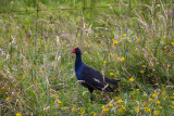 Pukeko
