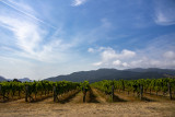 One of many vineyards