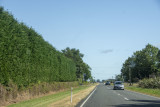 One of the many tall hedges