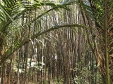 Rapaura Watergardens.- bamboo