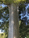 Square Kauri Tree - 10 foot diameter