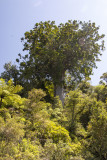Square Kauri Tree