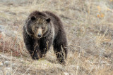 Grizzly bear 