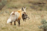 Yellowstone 2019