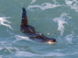 River Otter