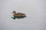Duck, Mallard Hen- Roanoke, VA-D3S8254 .JPG