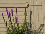 A Picture A Day