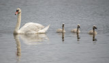 Passage de cygne avec sa couve