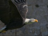 Oiseaux