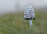 Geschubde Inktzwam  (Coprinus comatus)