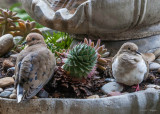 Two Doves in the Fountain