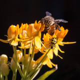 The Bee and the Cucumber Beetle on Milkweed