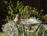 Dove Having a Bad Hair Day