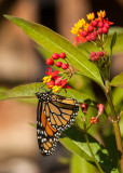 First Monarch Butterfly of the Season on Milkweed