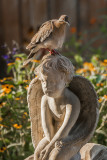 The Friendly Dove