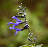 Black and Blue Salvia