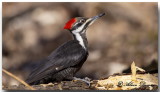 Grand Pic - Pileated Woodpecker