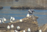 RBGU ad melanistic 13 Dec 2021 Wilson Dam Colbert Co AL GregDJackson-0982.jpg