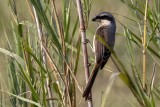 Grey-backed Shrike