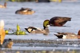 Falcated Duck (near threatened)