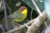 Chestnut-headed Tesia