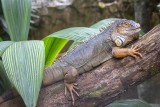 Green Iguana