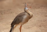 Red-legged Seriema